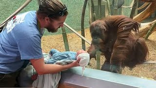 The Orangutan wanted to see the baby ❤️ Funniest Monkey Videos [upl. by Swetlana]