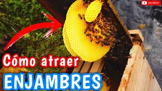 🐝 Como atraer ENJAMBRES a Colmenas Vacías  👉 Tips [upl. by Ahsekam263]