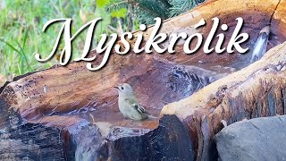 Kąpiel Mysikrólika  Regulus regulus [upl. by Eked524]