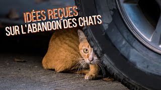 Idées reçues sur labandon des chats 🐱 [upl. by Ferino]