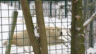 IJsbeer Beja overleden Dierenrijk verliest oudste ijsbeer van Nederland [upl. by Hnao]