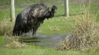 Crazy Emu Jumping for Joy and Taking a Bath [upl. by Obnukotalo]