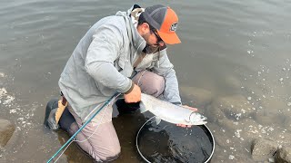 Fly fishing for coho Lower Mainland [upl. by Ecnerret676]