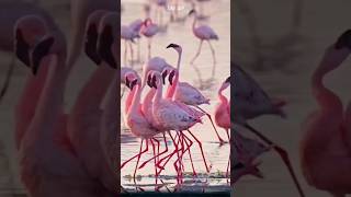 Why Do Flamingos Have Their Distinctive Pink Color flamingo animal [upl. by Marleah642]