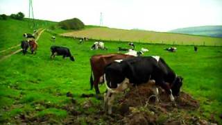 Cows in North Germany [upl. by Hadihahs953]