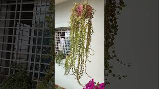 Dischidia Plant Hanging Plant🪴❤️ shorts dischidia hanging song trending ytshots garden yt [upl. by Gunther]