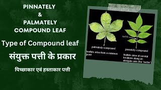 संयुक्त पत्तियों के प्रकार  Type of compound leaf  pinnately and palmately compound leaf  leaves [upl. by Brock]