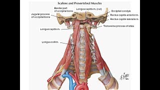 Revised exercise for the longus colli amp longus capitis [upl. by Eelarual]