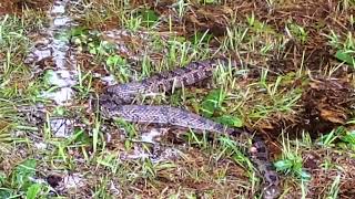 snakes coming out of swamp ace basin flooding [upl. by Trant]