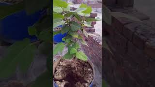 Fig plant care figplantfruit انجیر کا پوداانجیر [upl. by Retsila647]