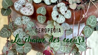 Ceropegia la chaîne des coeurs [upl. by Etienne]