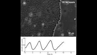 Oscillatory growth of a bacterial biofilm [upl. by Nilde530]