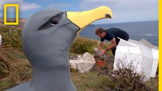 This Plan to Save a Rare Albatross From Extinction Just Might Work  National Geographic [upl. by Livvie609]