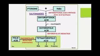 classification and Mechanism of action for Sulphonamide by Ms Deepika [upl. by Gesner]