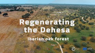 Regenerating the Dehesa Iberian oak forest [upl. by Cutcheon]