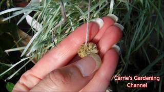 How To Collect Craspedia Seeds How To Harvest Craspedia Seeds [upl. by Pavkovic678]