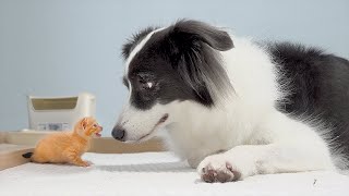 The Moment I Knew My Dog Loved The Rescued Tiny Kitten [upl. by Means855]