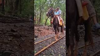 🐎 Horse 🔥 Lover ❤️ Horse 🐎 Riding 🥰 viralvideo short youtubeshorts horse horseriding yt [upl. by Ledah]