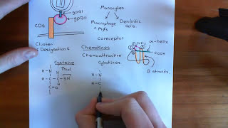 The HIV Life Cycle and Antiretroviral Drugs Part 3 [upl. by Euh893]