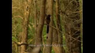 Tree Pie Dendrocitta vagabunda in Corbett Park [upl. by Hieronymus]