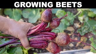 How To Grow Beets  A Complete Guide To Growing Beet Root amp Beet Greens [upl. by Stephannie717]