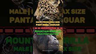 Mountain gorilla vs Pantanal jaguar [upl. by Dolly554]