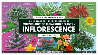 Mastering Inflorescence Unlocking the Secrets of Flowering Plants in Class 11 [upl. by Earb]