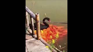 Why are so many fishes coming behind this swan shortvideos facts amazingfacts [upl. by Ecnerolf]