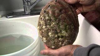 Cleaning abalone shells [upl. by Itnavart]