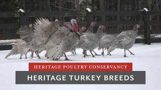 Heritage Turkey Breeds [upl. by Vershen554]