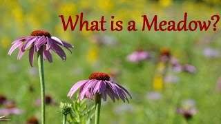 What Is A Meadow [upl. by Christiana]