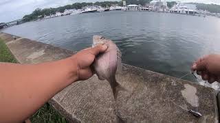 Long Island Porgy Fishing Peconic Bay [upl. by Anelyak]