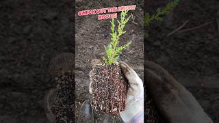 Italian Cypress  Southern Magnolia grown from seed tutorial and plants coming soon nature garden [upl. by Gawlas5]