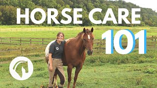 HOW TO CARE FOR A HORSE Complete Guide [upl. by Latona]