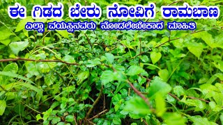 ಈ ಗಿಡದ ಬೇರಿನ ಕಷಾಯ ದೇಹಕ್ಕೆ ಶಕ್ತಿ ನೀಡುತ್ತೆ  Kadir Ber Kashaya  Sida Rhombifolia Herbal By Food Media [upl. by Dionisio]