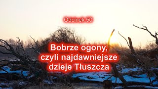 Bobrze ogony czyli najdawniejsze dzieje Tłuszcza 50 [upl. by Madea336]