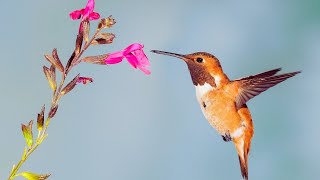 Relaxante musique qui apaise et soulage le stress l’anxiété et la dépression [upl. by Notxarb]