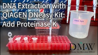 DNA Extraction with QIAGEN DNeasy Kit Add Proteinase K [upl. by Stickney]