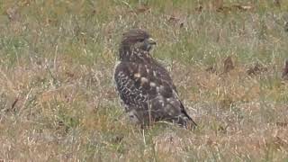 BroadWinged Hawk Hunting part 2 Ground Game [upl. by Innek854]