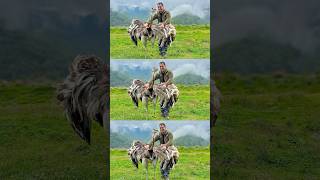 Cooking a whole huge ostrich 🦃 You havent seen wildernesscooking outdoorcooking outdoorlife [upl. by Ella559]