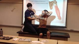 Triceps BrachiiManual Therapy Palpation and Stretch [upl. by Schlenger11]