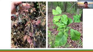 Systemic Beech Leaf Disease Management Protocol [upl. by Okoyk]