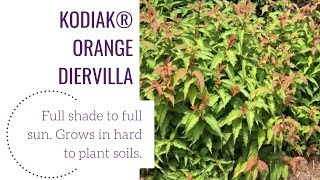 Kodiak®️ Orange Diervilla  wwwgardencrossingscom [upl. by Nireves]