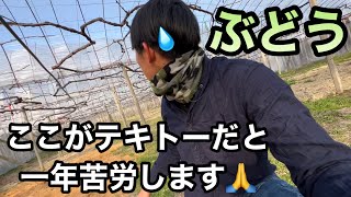 ぶどうの長梢amp短梢剪定の最終チェック〜この確認作業で一年の栽培の運命が決まります〜20230311 [upl. by Onitnas]