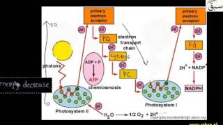 Synthesis of ATP Chemiosmosis Biology Lecture  Sabaqpk [upl. by Hayse434]