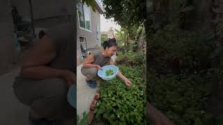 Picking Some Houttuynia cordata from backyard [upl. by Treborsemaj]