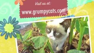 Grumpy Cat Meows [upl. by Hsu]