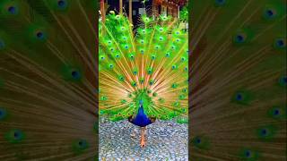 Beautiful peacocks dance 🦚😍💕shorts viralvideo dancevideo cutepeacock [upl. by Aitnohs183]