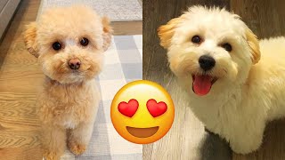 Maltipoo — Cute And Hilarious Videos And Tik Toks Compilation [upl. by Rozalin288]