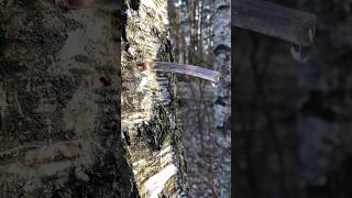 pure birch sap 💧 bushcraft survival outdoors [upl. by Turoff]